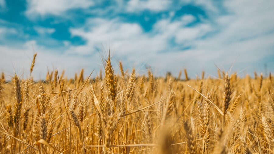 La advertencia del pan: vuelve a subir por la falta de trigo